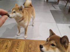 -柴务处·柴犬主题狗咖