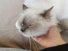 -怪兽屋·羊驼·猫咖·狗咖(俊华广场店)