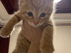 -瑞派宠物医院·犬猫全科·猫友好(宾水西道店)