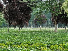 -汉长安城未央宫国家考古遗址公园