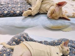 -COLOR PETS 撸猫馆·购猫·猫咖(长风大悦城店)
