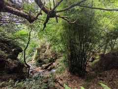 -南山植物园