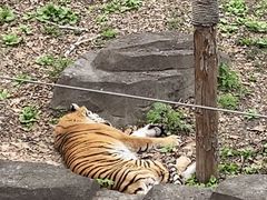 -哈尔滨北方森林动物园