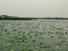 -白洋淀景区