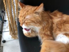 -平行世界·猫咖(首经贸店)