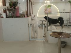 -共舞时光猫咖·狗咖(新街口店)