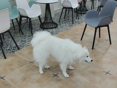 -Let's go狗咖·猫咖·奶狗·桌游(春熙路IFS店)