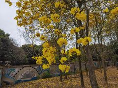 -天适樱花悠乐园