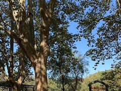 -上海共青森林公园