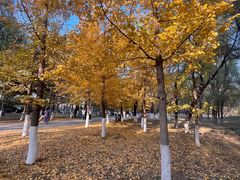 -长白岛森林公园