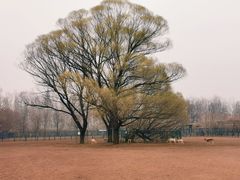 -北京麋鹿生态实验中心