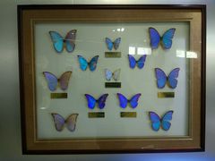 -上海昆虫博物馆