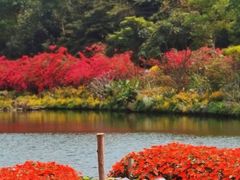 -深圳仙湖植物园-停车场