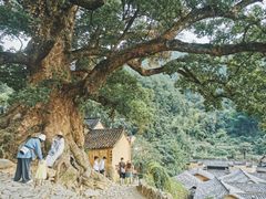 -杨家堂村