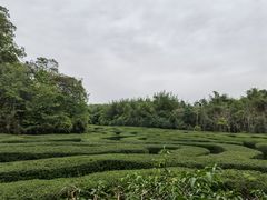 -大屏嶂森林公园