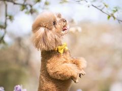 -北京京卫宠物寄养训练中心