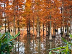 -白鹭湾湿地公园