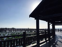 -西京湾花海