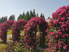 -上海滨江森林公园