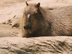 -清迈夜间动物园