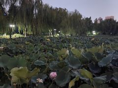 -莲花池公园
