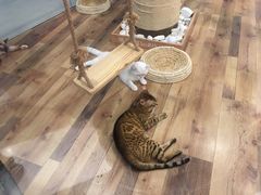 -袖虎·猫馆(体育西路店)