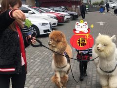 -藦茜花园宠物主题亲子互动体验馆(国顺东路店)