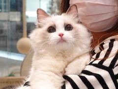 -momokira米努特·德文卷毛猫·棉花面纱犬