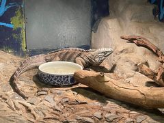 -上海大自然野生昆虫馆(东方明珠·爬宠昆虫探索中心)