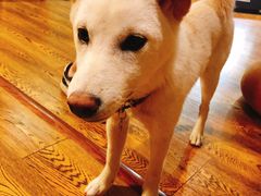 -柴务处·柴犬主题狗咖