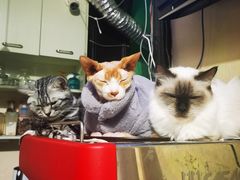 -猫色咖啡·猫咖