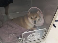 -申普宠物医院·心脏介入·心血管微创(总院)