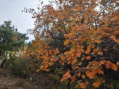 -北京西山国家森林公园