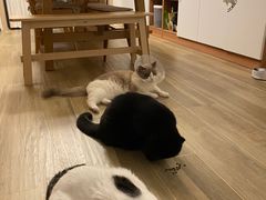 -芭比堂动物医院·犬猫全科·异宠专科(雁塔分院)