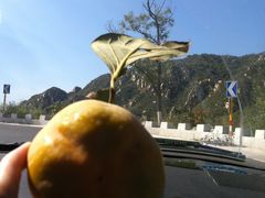 路边的大柿子-百里山水画廊乌龙峡谷