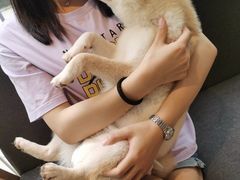 -南京Hallo宠物乐园·哈罗犬舍·柴犬繁育基地
