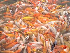 -北戴河圣蓝海洋公园