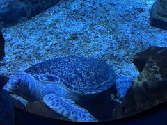 -海合安天津极地海洋公园