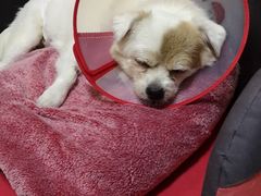 -爱诺耐芙动物医院(万博店)