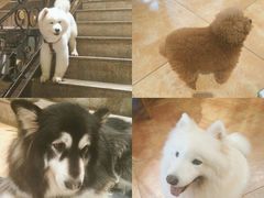 -more than meow吴止猫主题餐厅(承德 中船汇店)