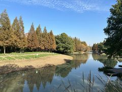 -陆家嘴中心绿地