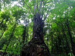 -莫里热带雨林景区