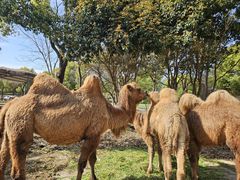 -常州淹城野生动物世界