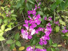 -华南国家植物园-售票处