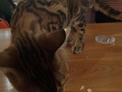 -猫小院猫主题餐厅(三里屯店)