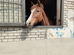 -北京群众马术培训基地