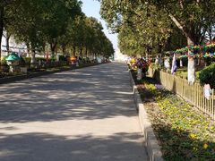 -上海都市菜园