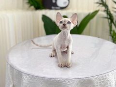 -山宅一喵德文卷毛猫舍