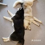 哈哈哈士奇，满足你对哈士奇的所有幻想