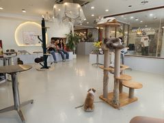 -共舞时光猫咖·狗咖(新街口店)